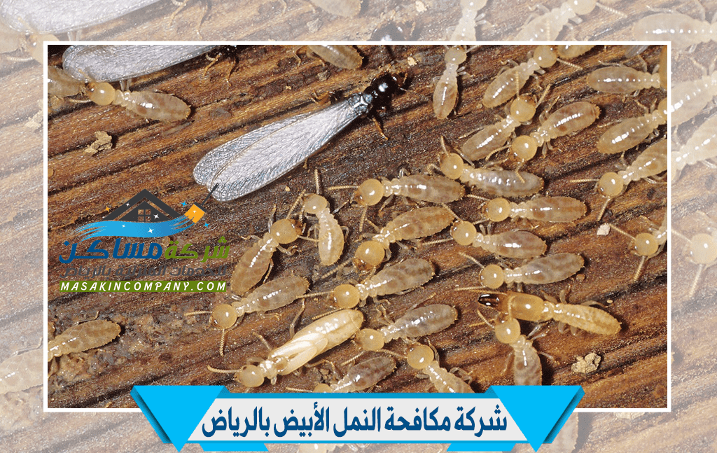 شركة مكافحة النمل الأبيض
