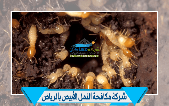مكافحة النمل الأبيض